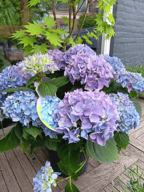 Hortensia tuin blauw