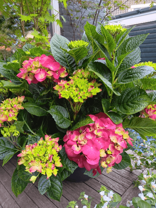 Hortensia tuin rood