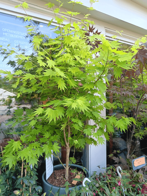 Acer SH Jordan XXL