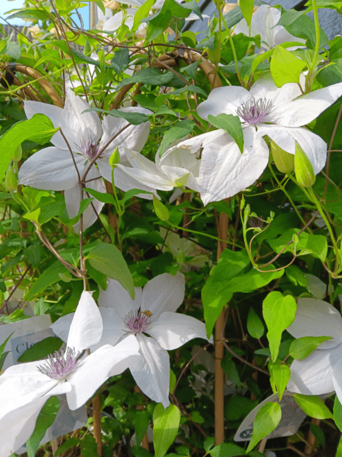 Clematis wit