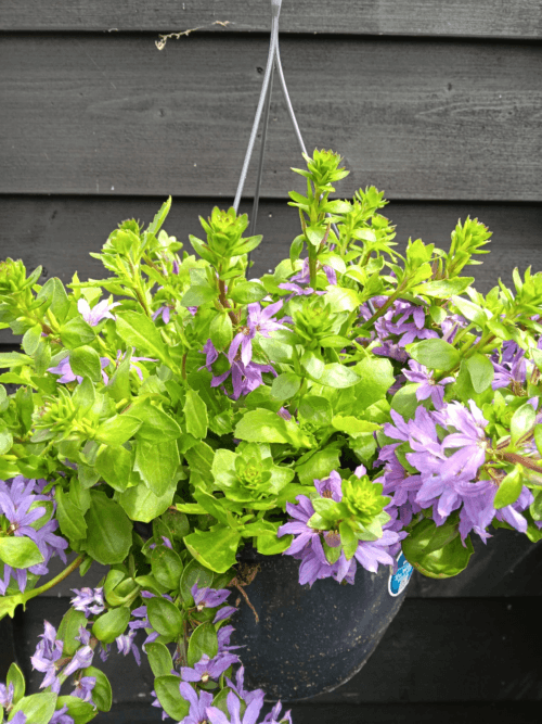 Scaevola blauw hangpot