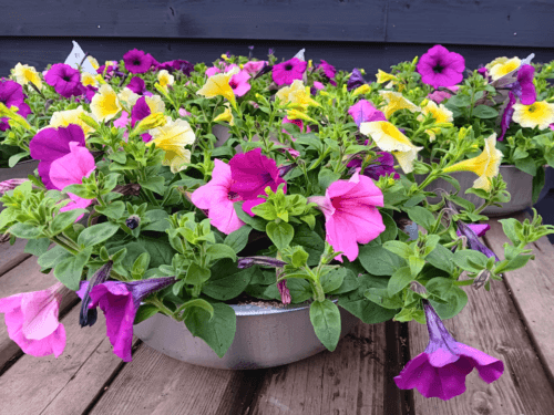 Petunia in zinkenschaal pastel