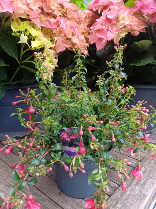 Fuchsia winterhard