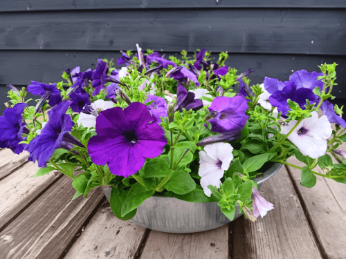 Petunia in zinkenschaal lila paars