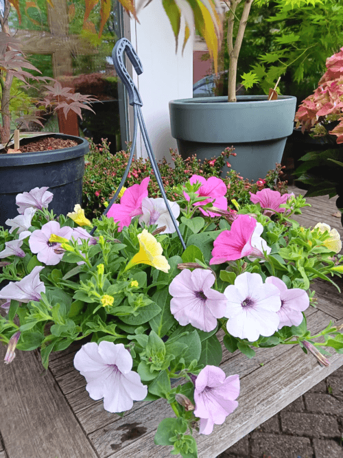 Petunia hangpot pastel