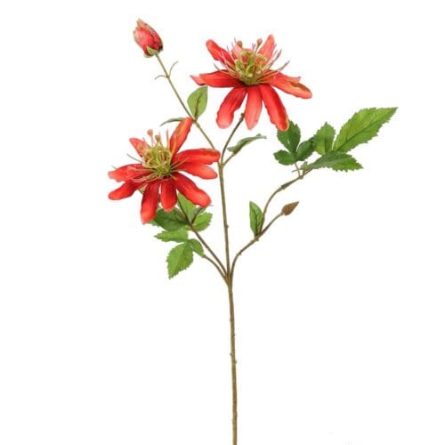 PASSIEBLOEM 62CM ROOD