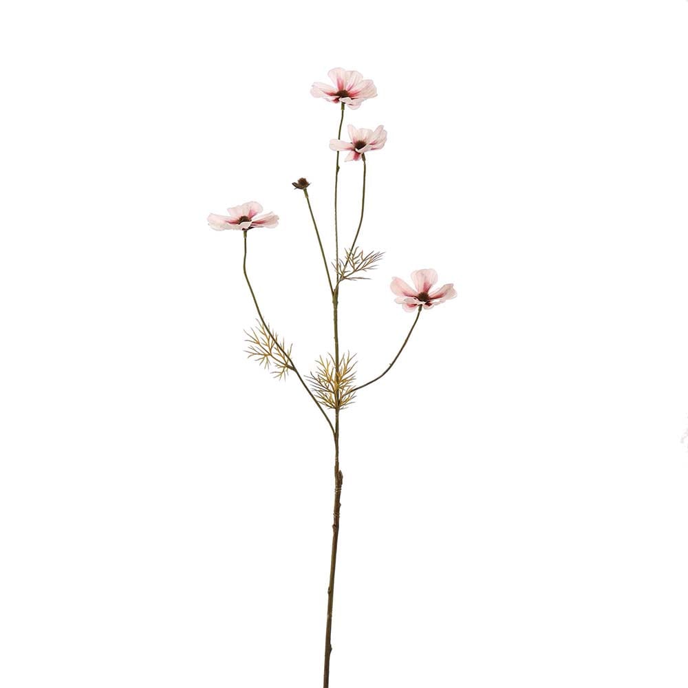 COSMOS 72CM CREME 1 COSMOS 72CM CREME