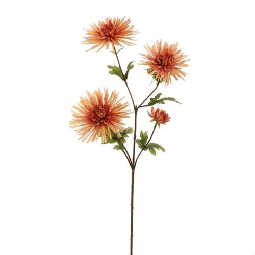 SPINGERBERA 65CM AMBER
