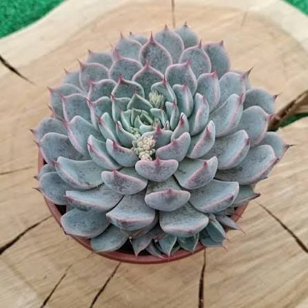Echeveria cuspidata - Texensis rosa 1 Echeveria cuspidata - Texensis rosa