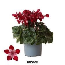 Cyclamen KL 'Djix' - Djix Dark Red 1 Cyclamen KL 'Djix' - Djix Dark Red