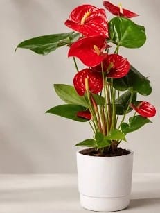 Anthurium andr. 'Vulcano' - Premium Line 1 Anthurium andr. 'Vulcano' - Premium Line