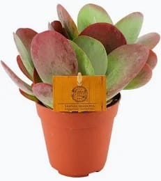 Kalanchoe NF thyrsiflora 1 Kalanchoe NF thyrsiflora