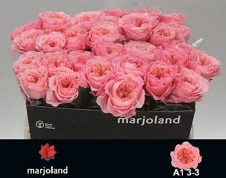 R GR MAYFIELD! 70 CM 1 R GR MAYFIELD! 70 CM